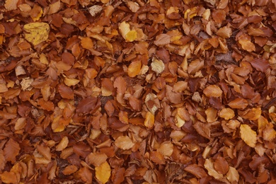 Photo of Fallen autumn leaves on ground, top view