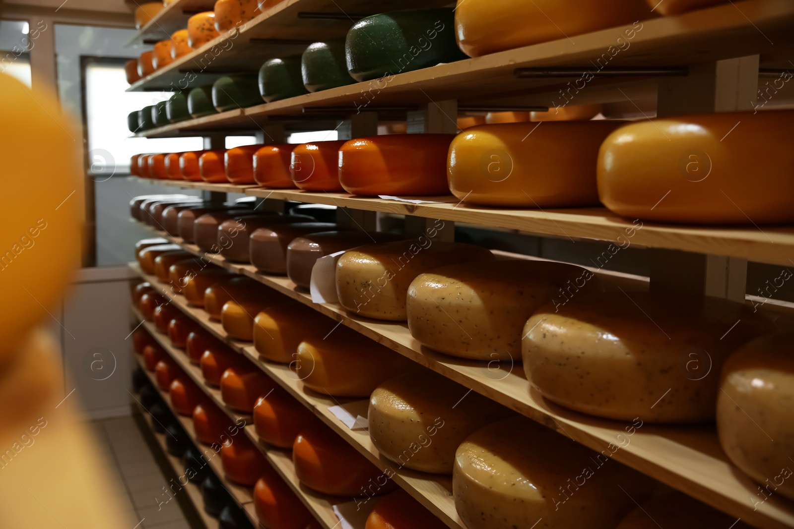 Photo of Fresh cheese heads on rack in factory warehouse