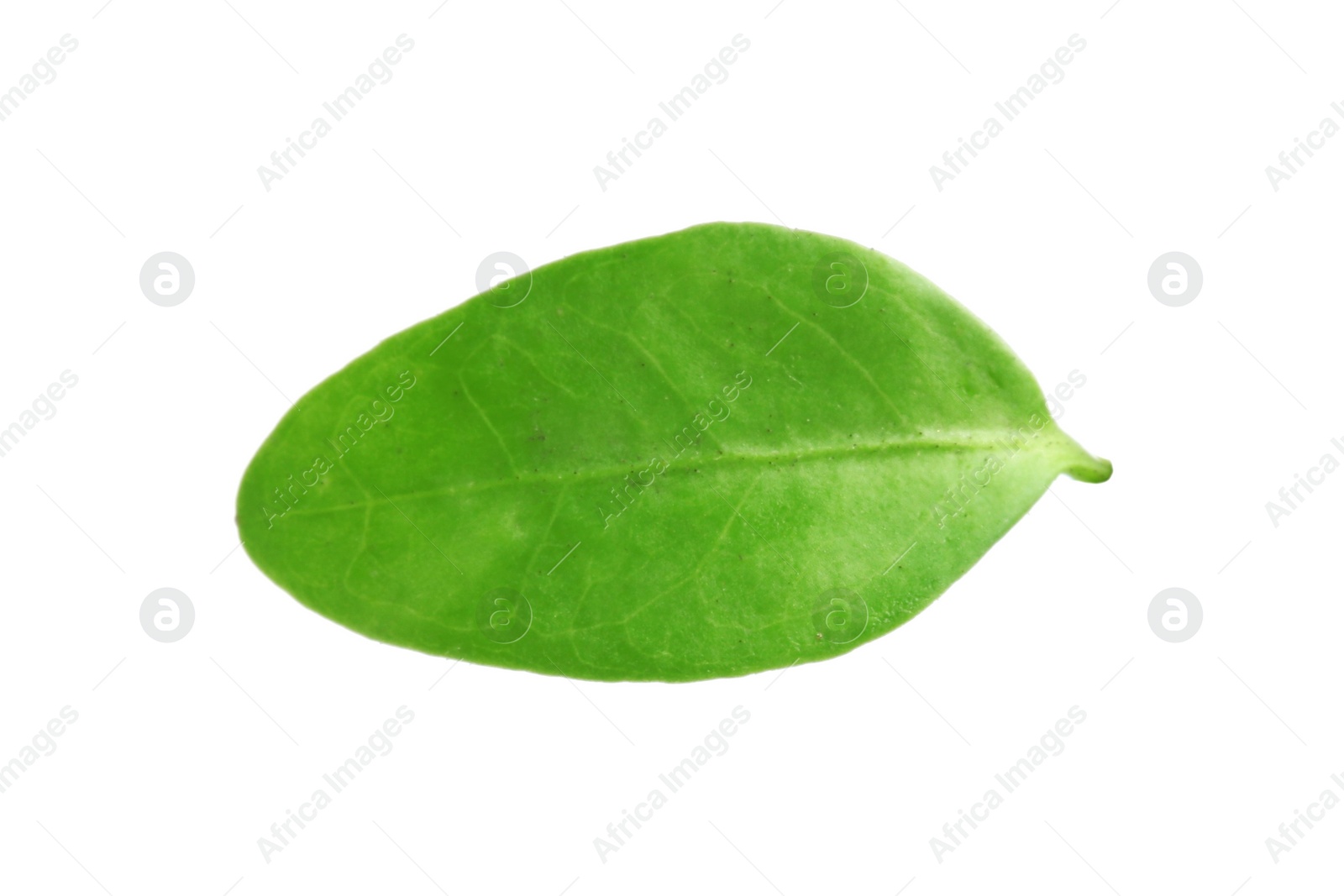 Photo of Leaf of cranberry bush isolated on white