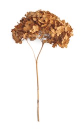 Dried branch of blooming hortensia isolated on white, top view