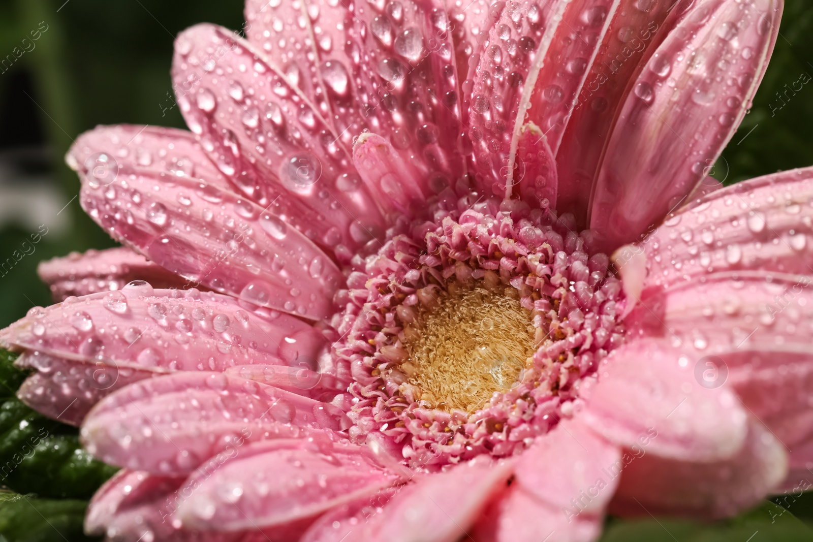 Photo of Closeup view of beautiful blooming flower with dew drops