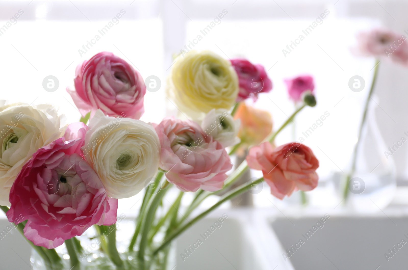 Photo of Beautiful fresh ranunculus flowers in kitchen sink, closeup