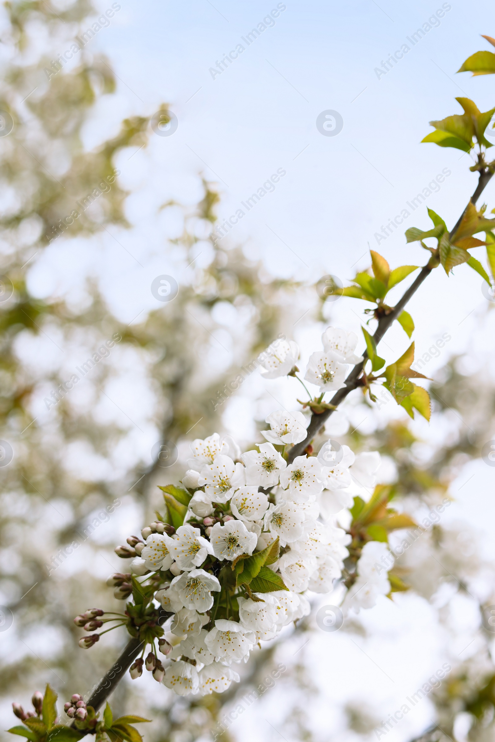 Photo of Blossoming cherry tree outdoors on spring day, closeup