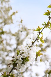 Blossoming cherry tree outdoors on spring day, closeup
