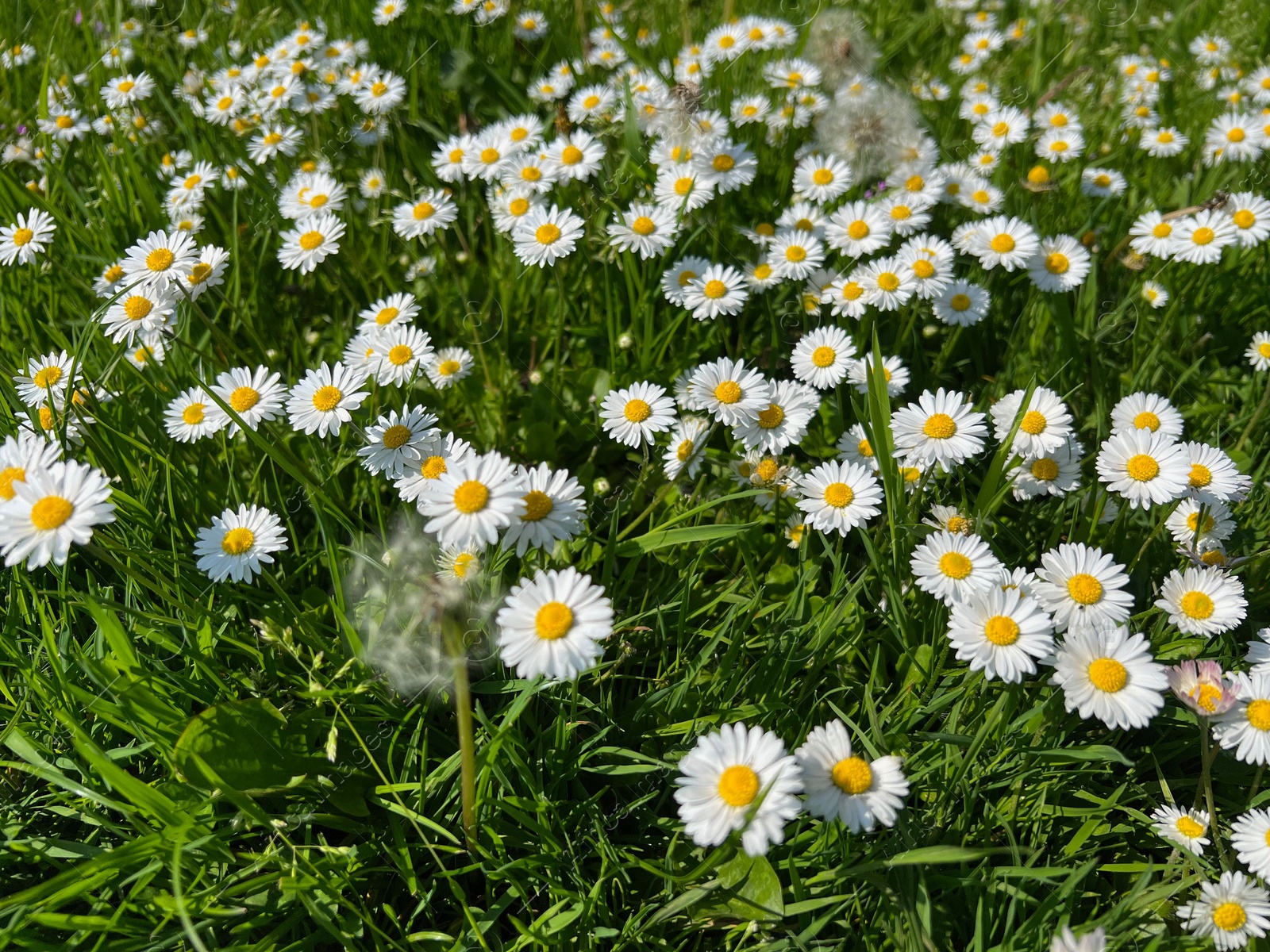 Photo of Beautiful white daisy flowers, dandelions and green grass growing outdoors