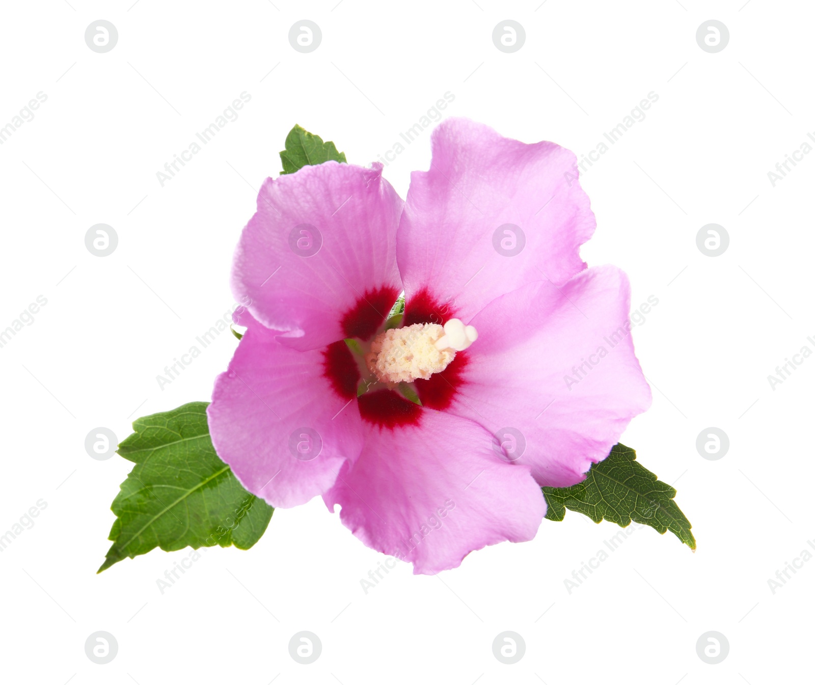 Photo of Beautiful tropical Hibiscus flower on white background