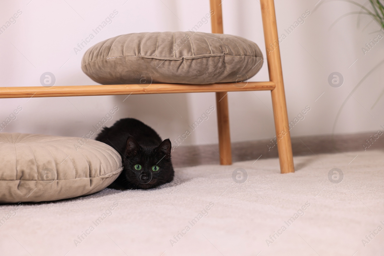 Photo of Adorable black cat with beautiful eyes hunting at home