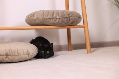 Adorable black cat with beautiful eyes hunting at home