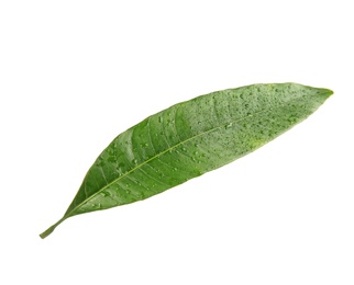 Photo of Green mango leaf with water drops on white background