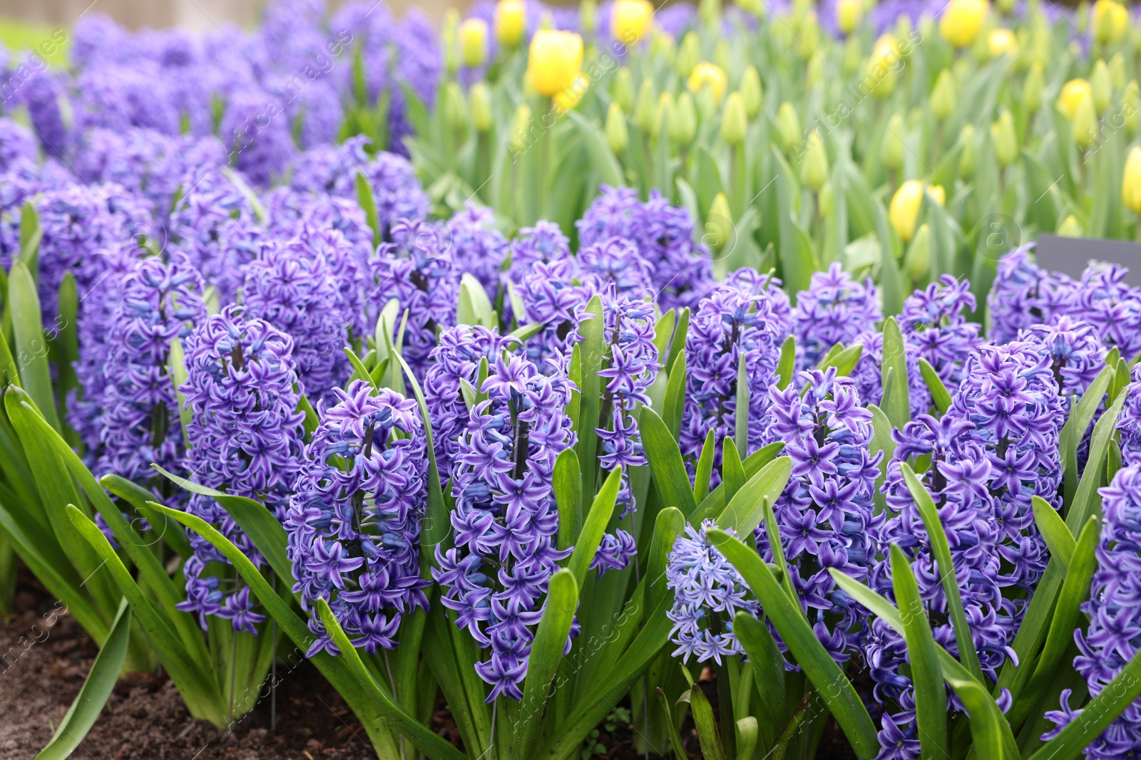 Photo of Beautiful hyacinth and tulip flowers growing outdoors, closeup