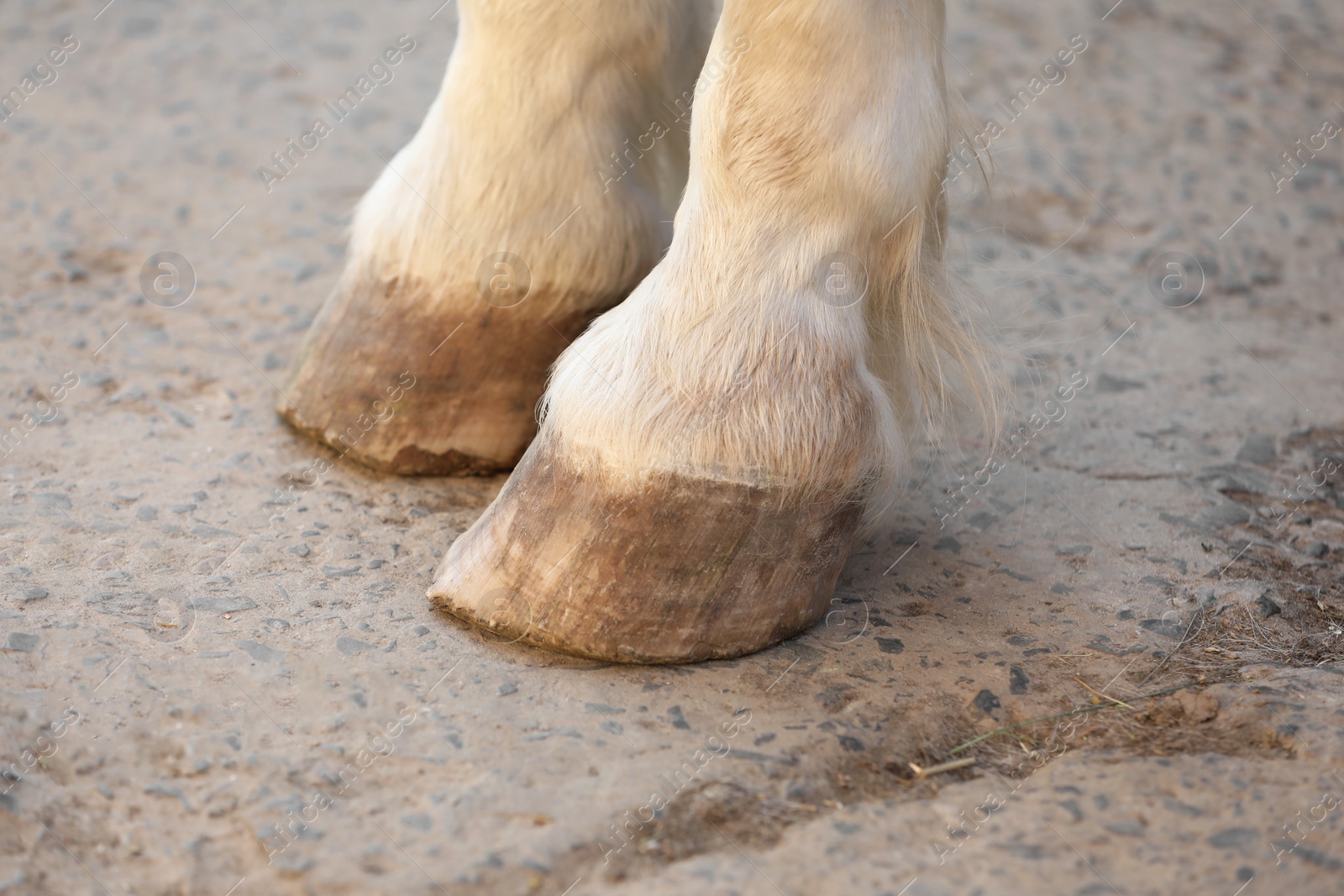 Photo of Adorable horse on concrete outdoors, closeup. Lovely domesticated pet