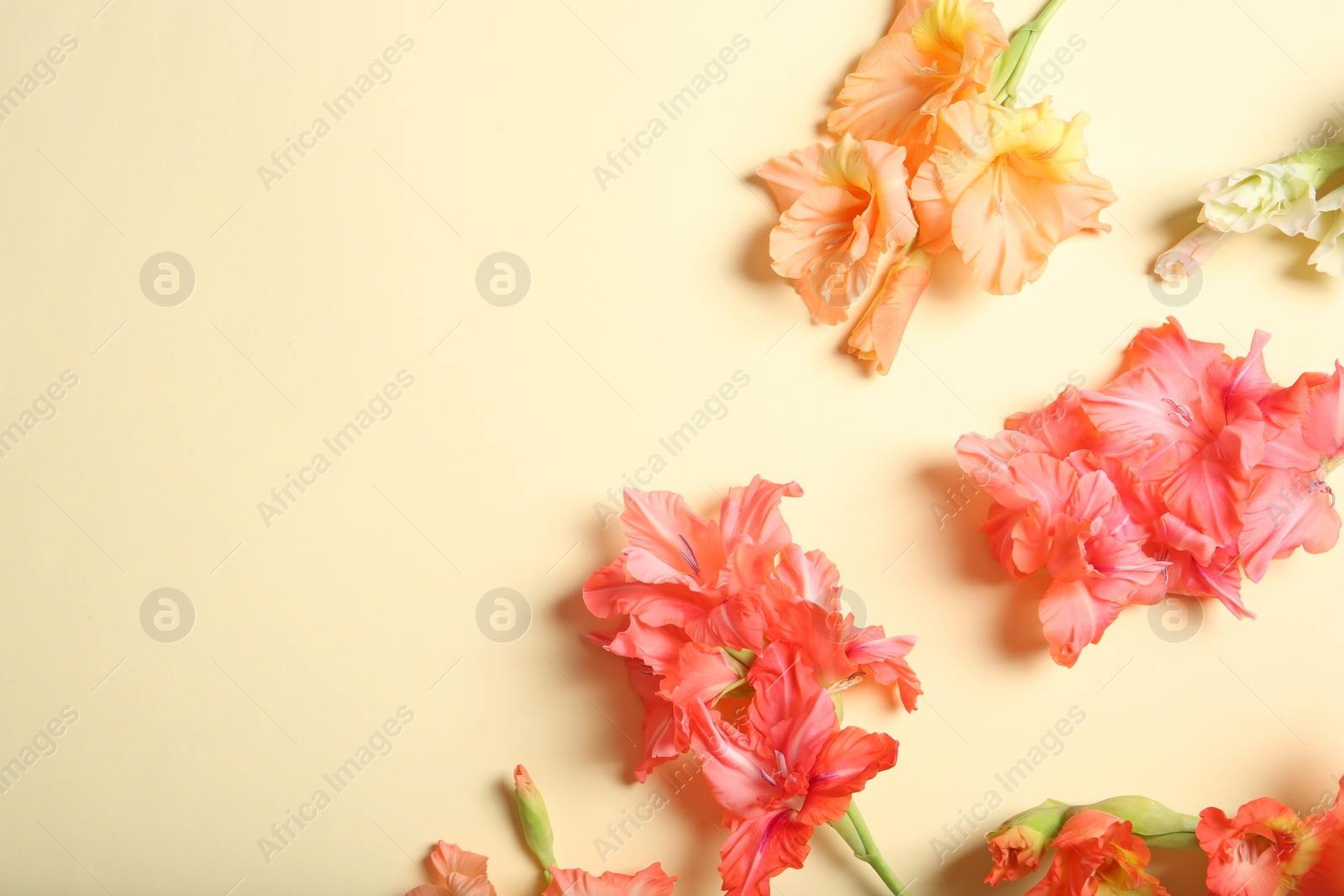 Photo of Flat lay composition with beautiful gladiolus flowers on color background