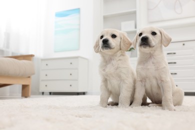 Photo of Cute little puppies on white carpet at home. Space for text