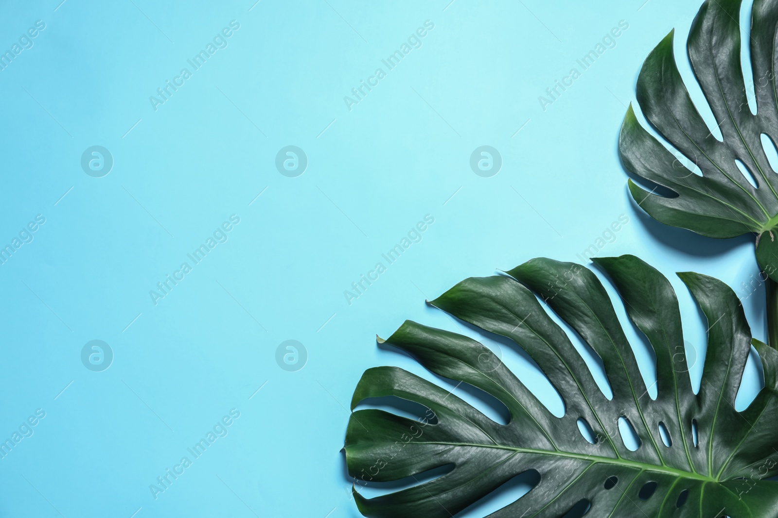 Photo of Green fresh monstera leaves on color background, flat lay with space for text. Tropical plant