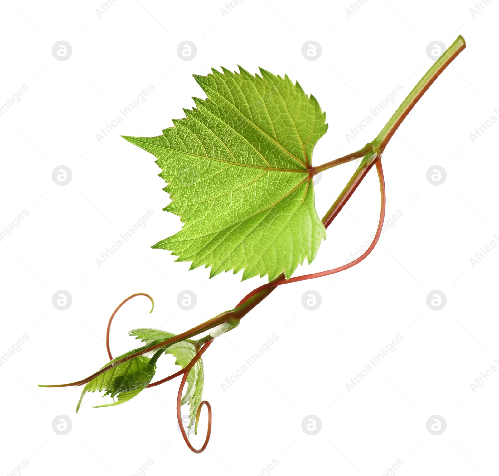 Photo of Fresh grapevine with leaves isolated on white