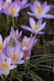 Beautiful crocus flowers growing outdoors, closeup view