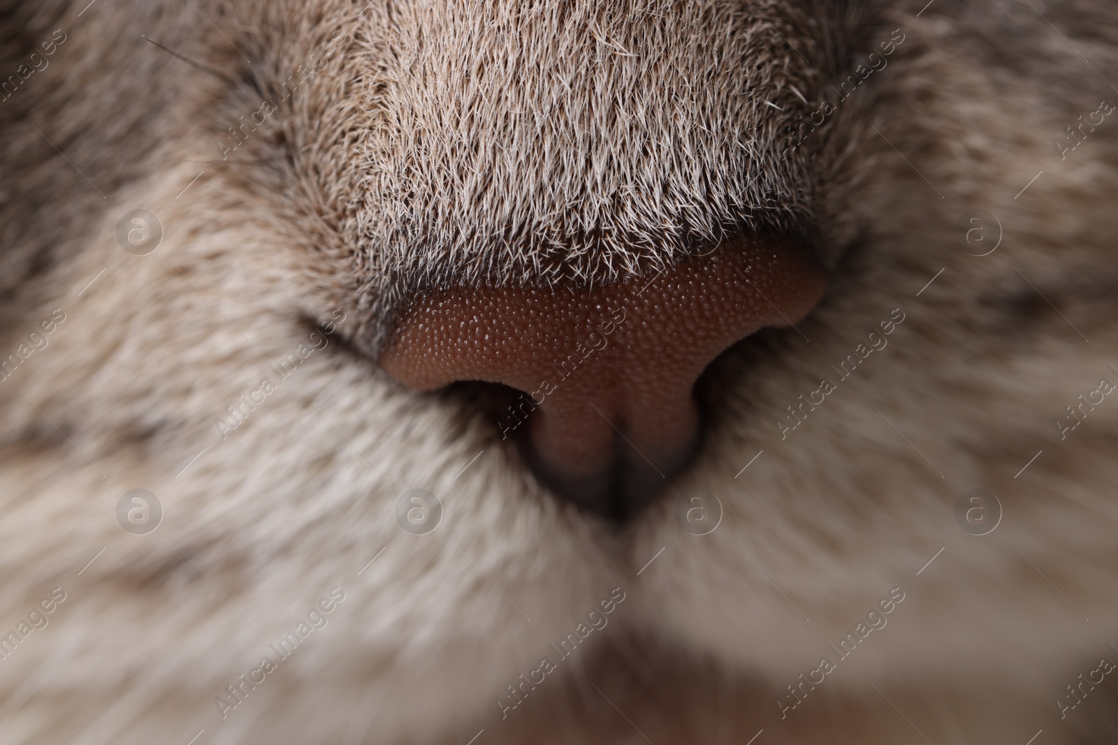 Photo of Cat, macro photo of nose. Cute pet