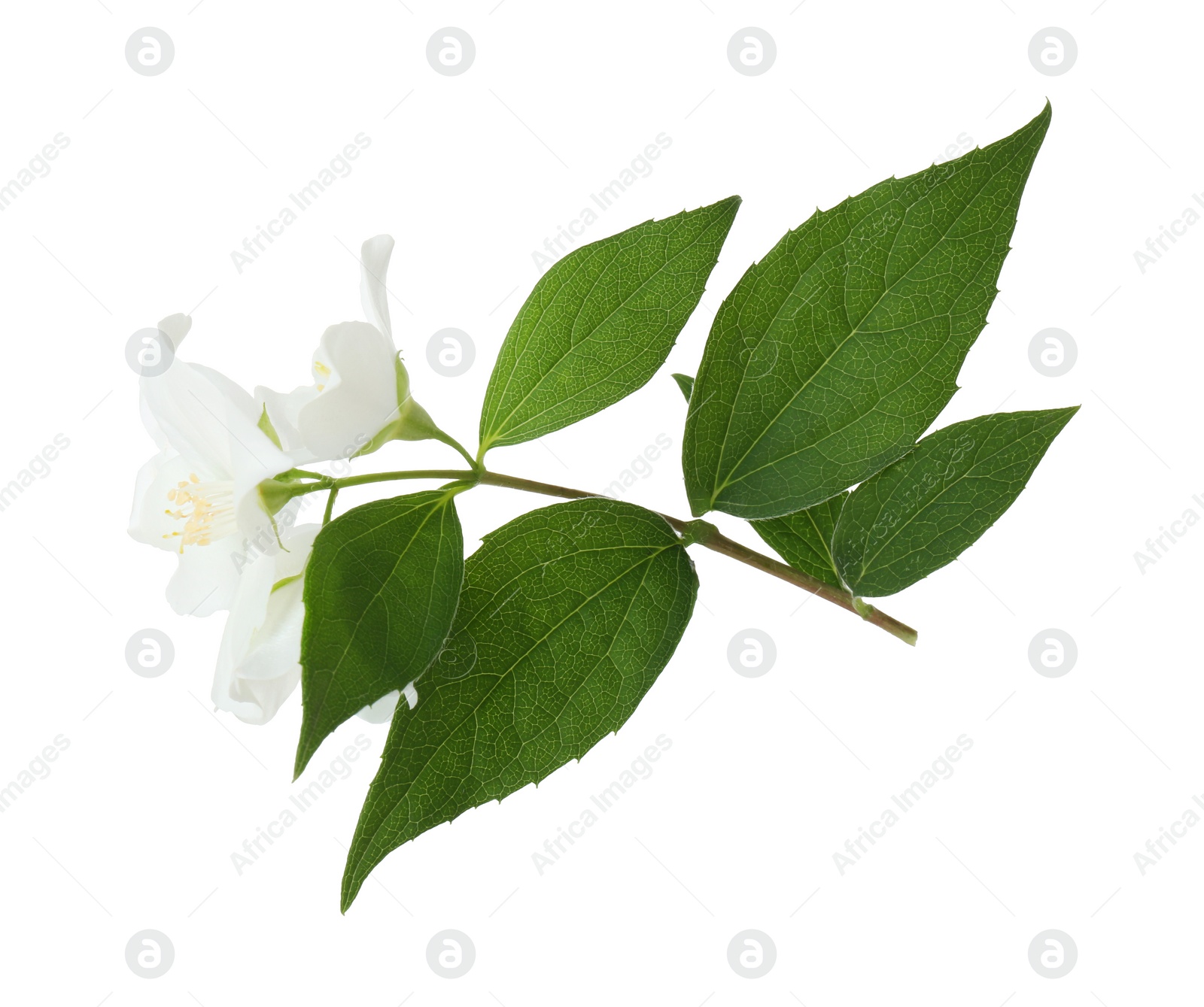 Photo of Branch of jasmine flowers and leaves isolated on white