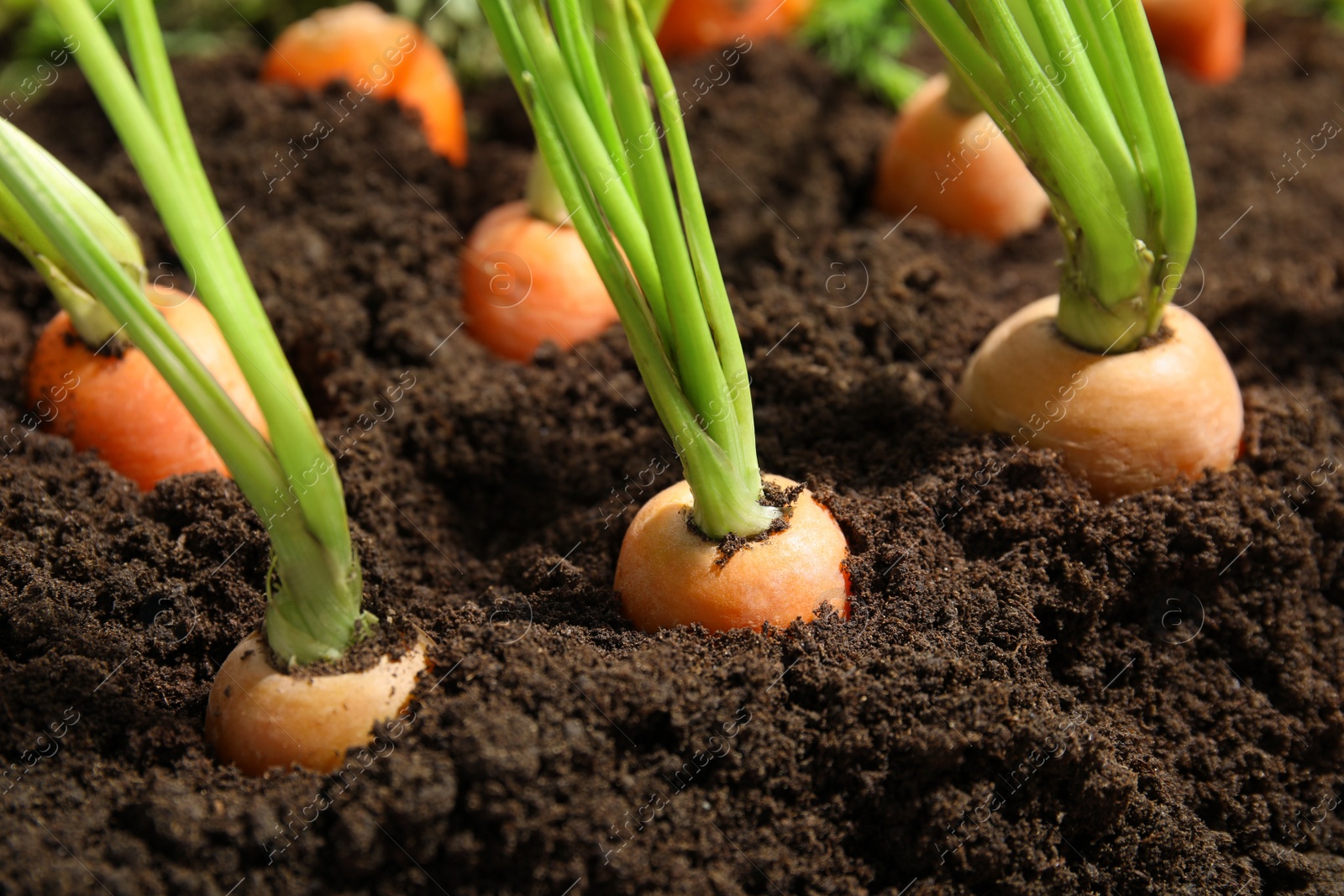 Photo of Ripe carrots in soil, closeup. Healthy diet