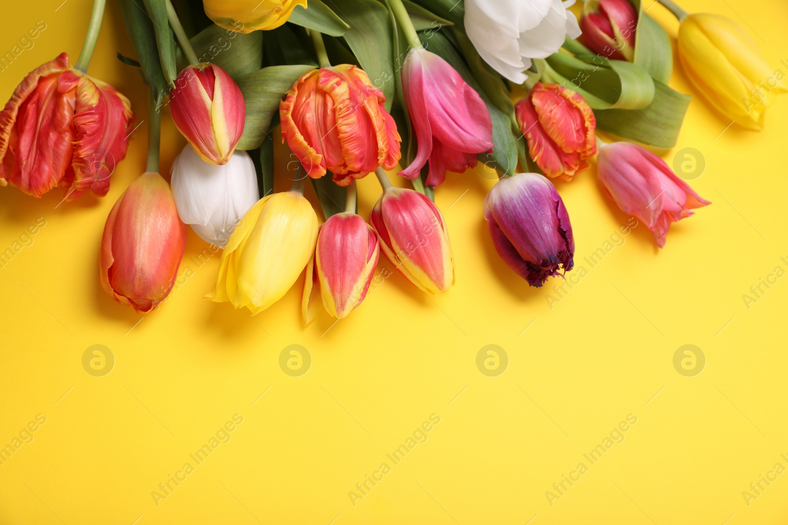 Photo of Beautiful colorful tulip flowers on yellow background, flat lay. Space for text