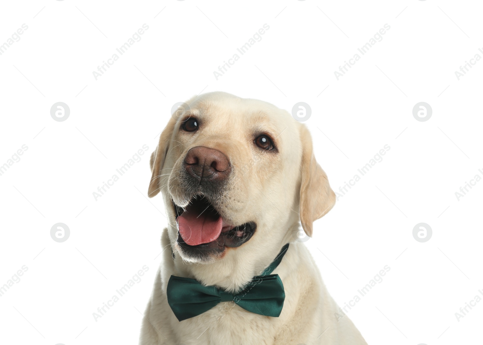 Photo of Labrador retriever with green bow tie on white background. St. Patrick's day