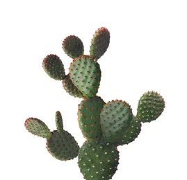 Image of Beautiful big green cactus on white background