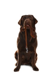 Image of Chocolate Labrador Retriever holding leash in mouth on white background