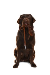 Chocolate Labrador Retriever holding leash in mouth on white background