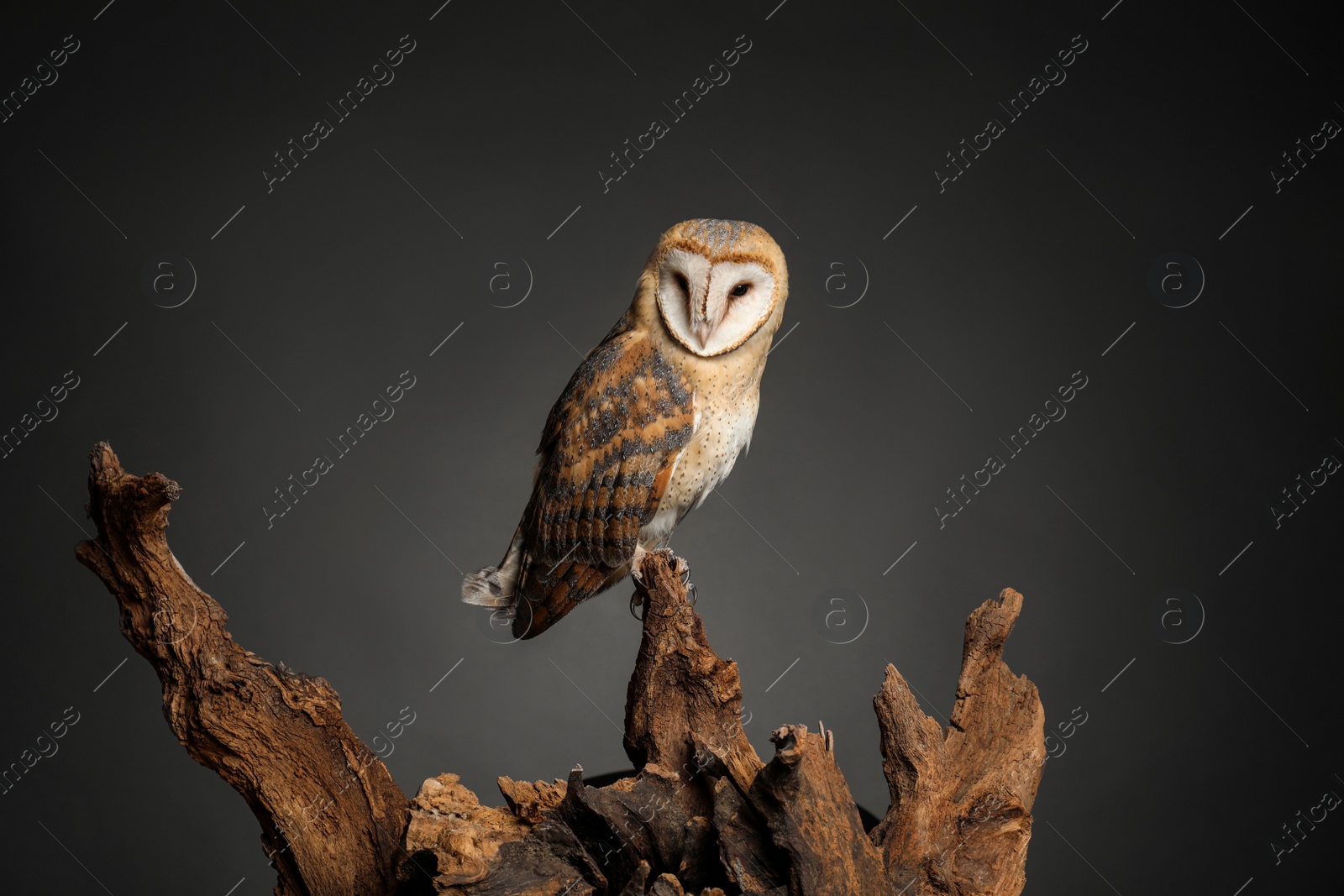 Photo of Beautiful common barn owl on tree against grey grey background