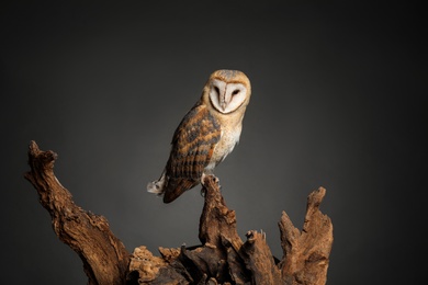 Beautiful common barn owl on tree against grey grey background