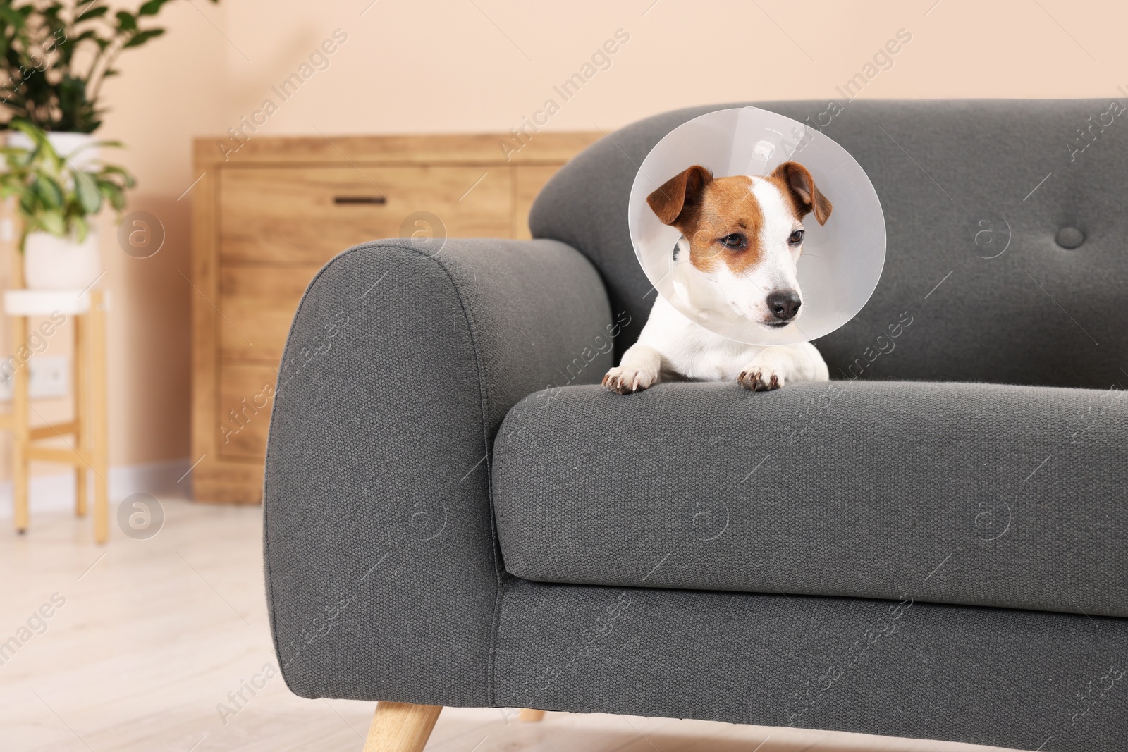 Photo of Jack Russell Terrier dog wearing medical plastic collar on sofa at home