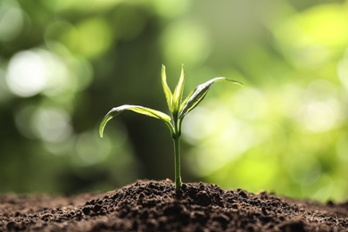 Young plant in fertile soil on blurred background, space for text. Gardening time