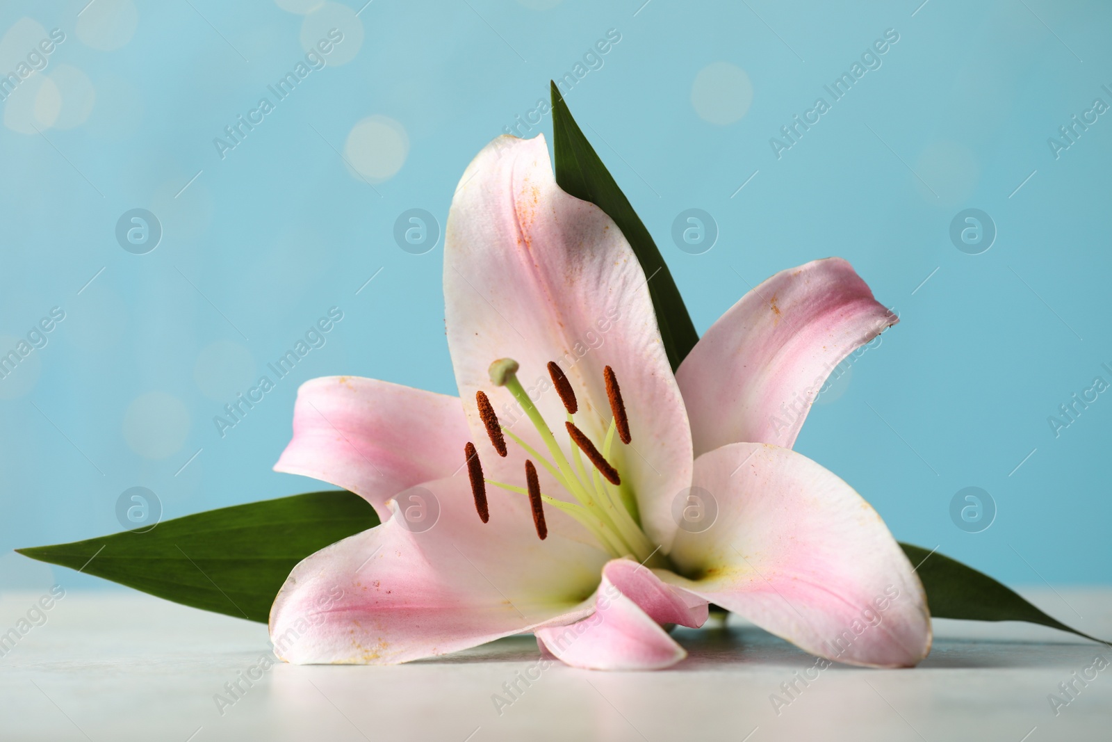 Photo of Beautiful pink lily flower on white table against blurred lights