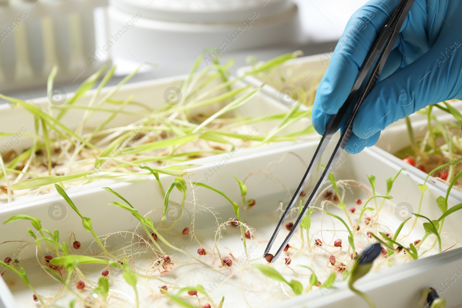 Photo of Scientist taking sprouted corn seed from container with tweezers, closeup. Laboratory analysis