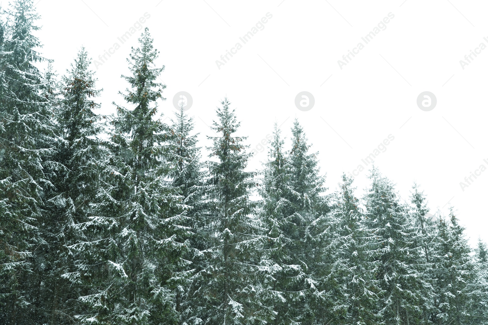 Photo of Beautiful view of conifer forest on snowy winter day