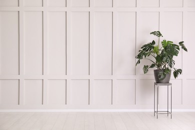 Photo of Green plant on stand near empty molding wall indoors, space for text