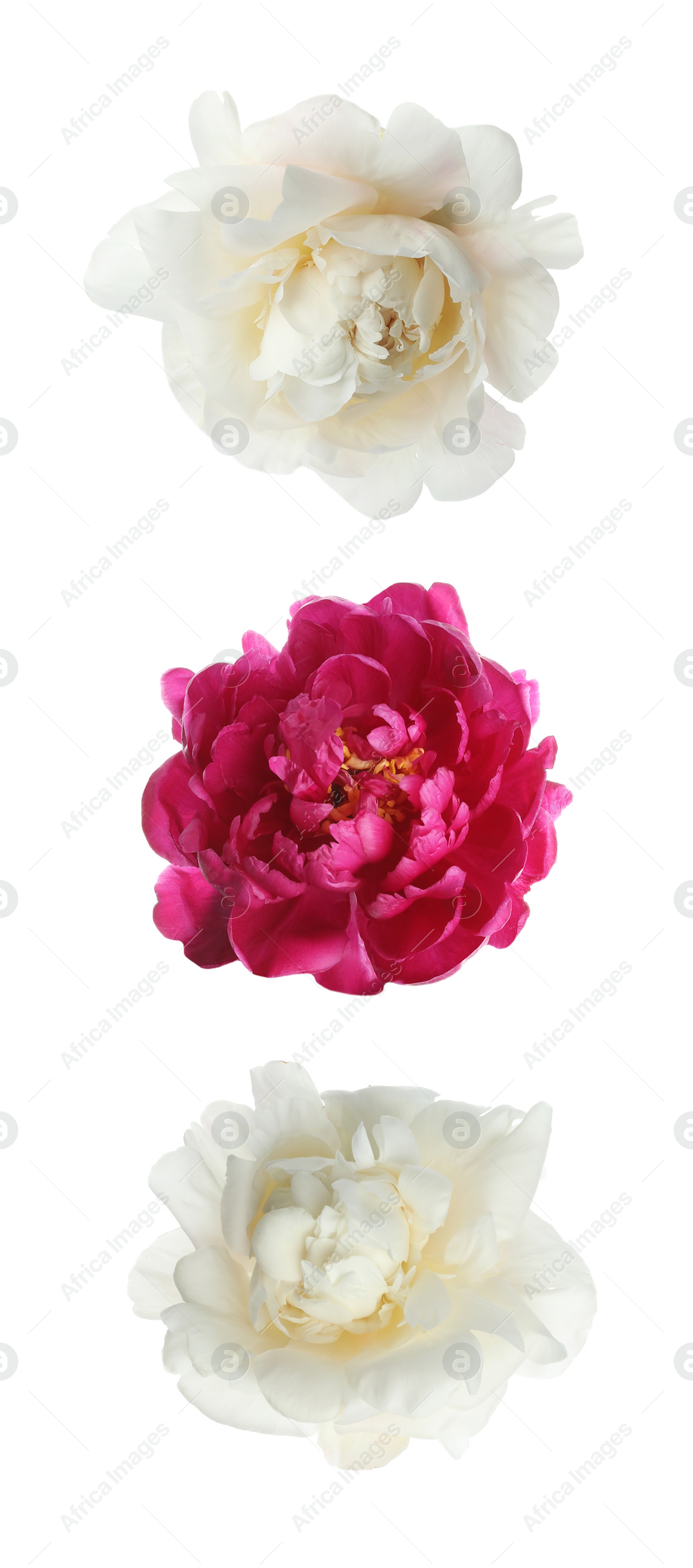 Image of Set of different beautiful peony flowers on white background