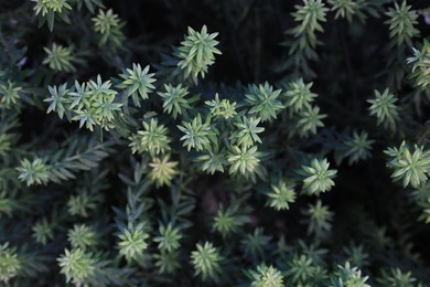 Photo of Beautiful green branches of conifer plant outdoors, top view