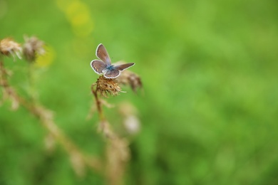 Photo of Small butterfly on dry plant in green meadow, closeup