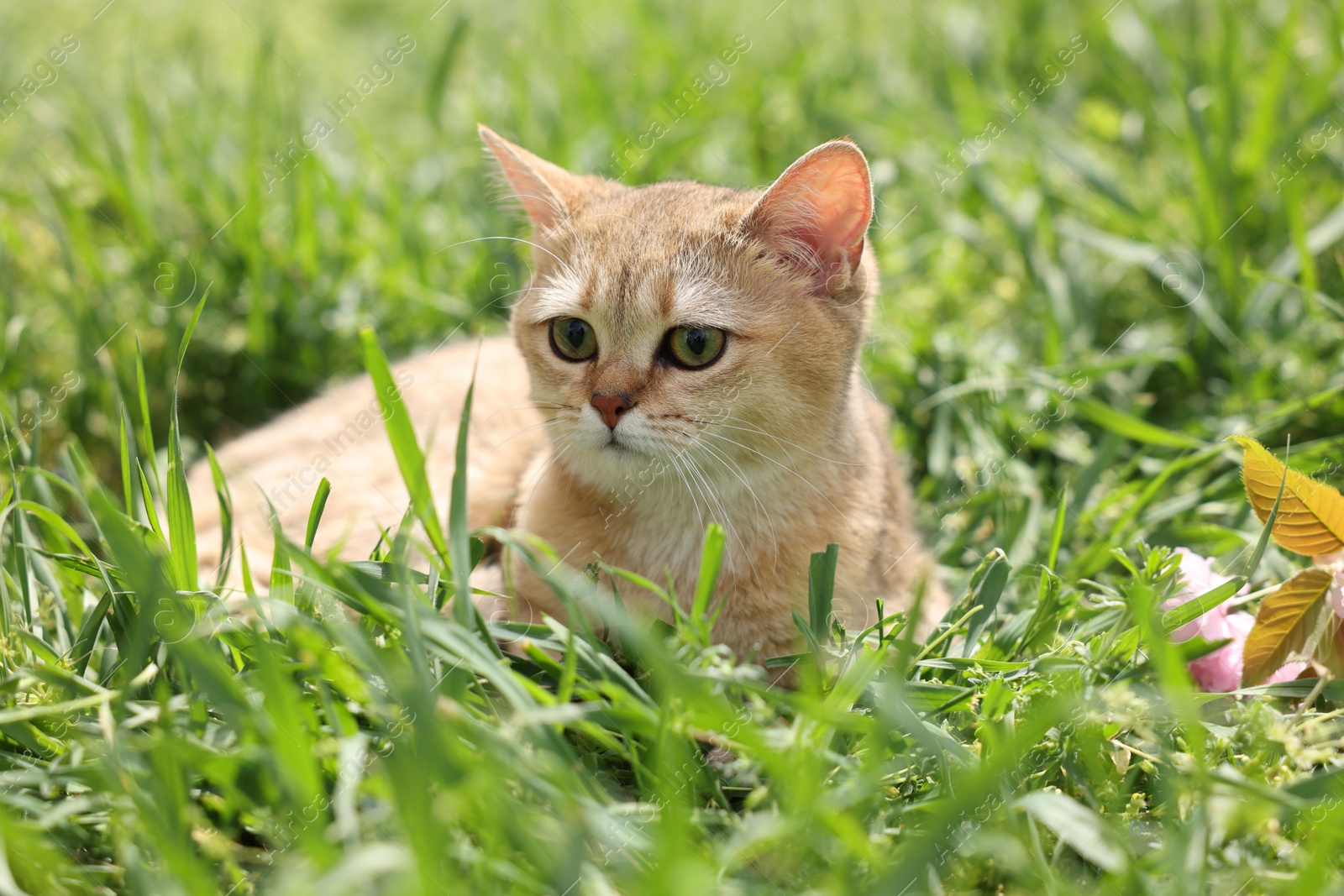 Photo of Cute cat in green grass outdoors on spring day