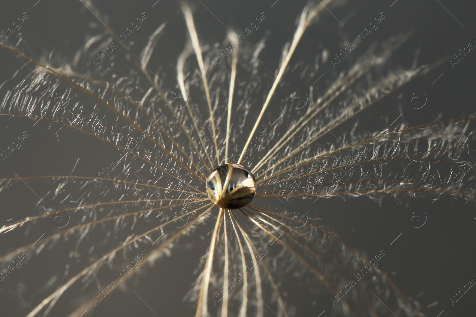 Photo of Dandelion seed with dew drop on grey background, close up