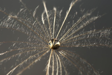 Dandelion seed with dew drop on grey background, close up