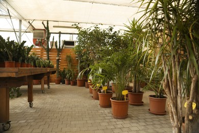 Garden center with many different potted plants