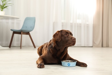 Cute friendly dog lying near feeding bowl on floor in room