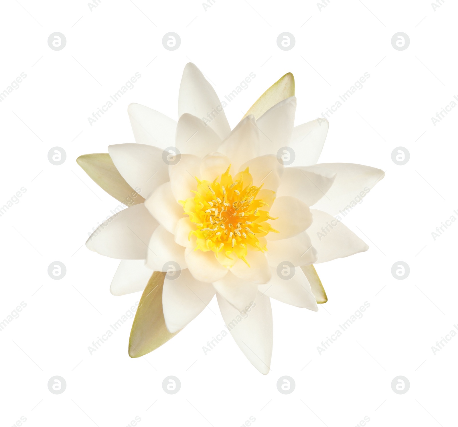 Image of Beautiful blooming lotus flower isolated on white