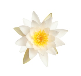 Image of Beautiful blooming lotus flower isolated on white