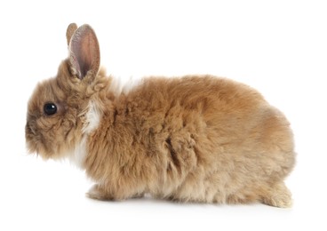 Photo of Cute fluffy pet rabbit isolated on white