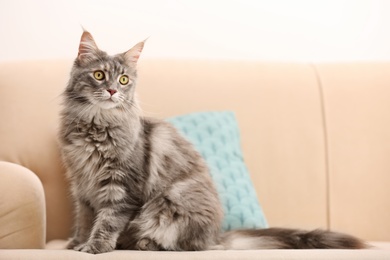 Adorable Maine Coon cat on couch at home. Space for text
