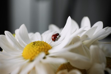 Photo of Small ladybug on beautiful chrysanthemum flower against blurred background, closeup