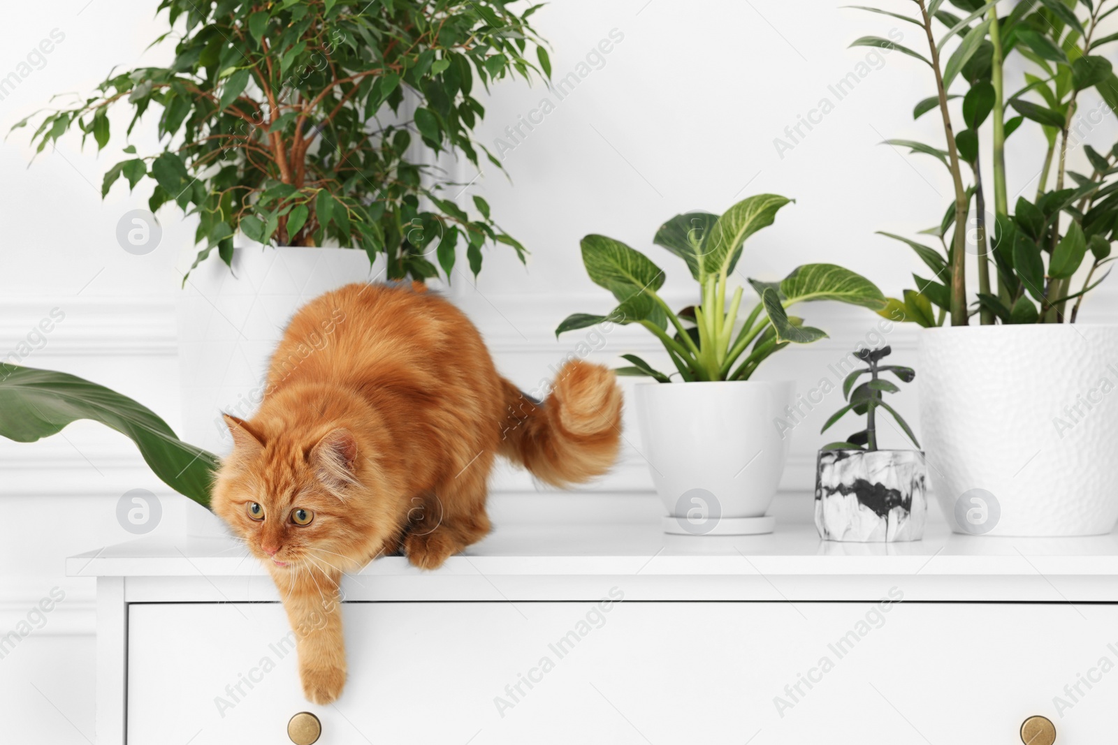 Photo of Adorable cat near green houseplants on chest of drawers at home
